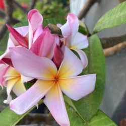 HAWAIANAS