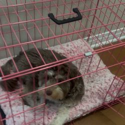 Dog Crate With Bed 