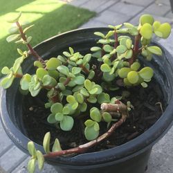 Elephant bush Succulents plant in pot