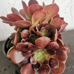 Rare Beautiful red rose tree succulent  10+ heads Aeonium Hybrid ppa only 1 hurry