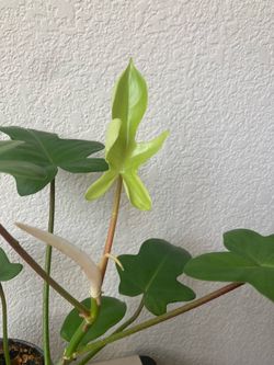 Florida Ghost (Mint) Philodendron House Plant in Artisanal Handmade Planter