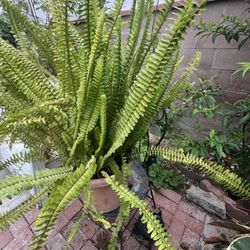 Large plant without Vase