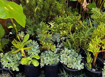 Succulents 💚💚💚💚💚