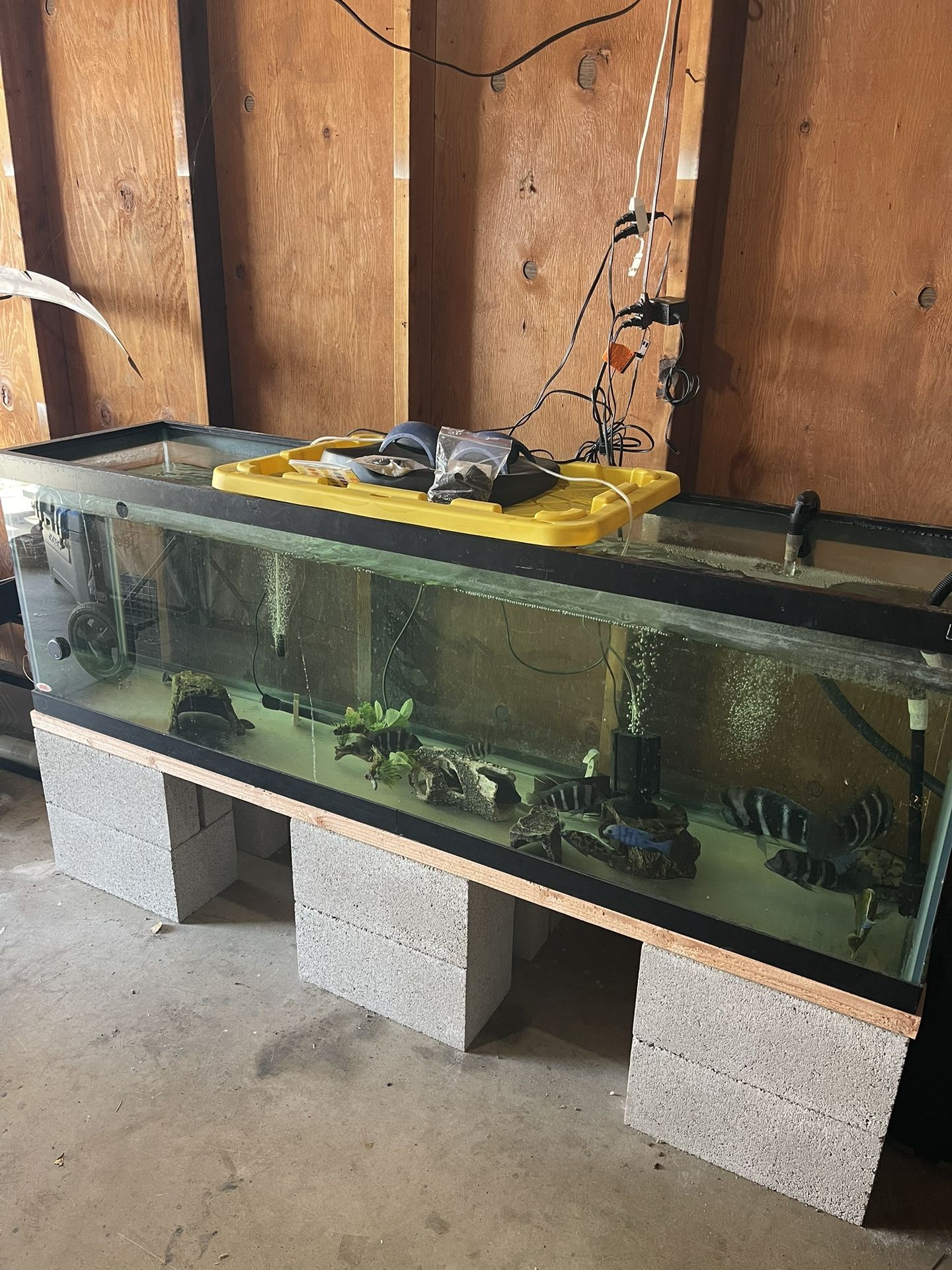 Fish Tank + “decorative Items” Filter TAKE ALL FOR $200