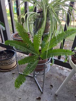 Boston Fern