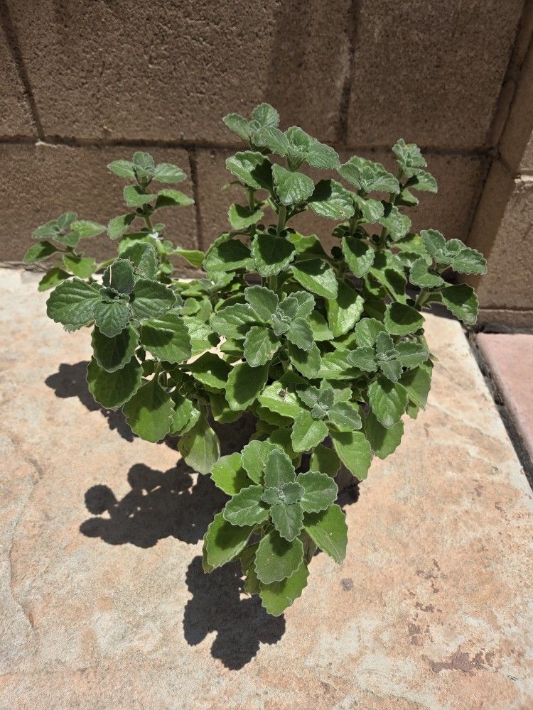 Plant De Vicks Medesinal