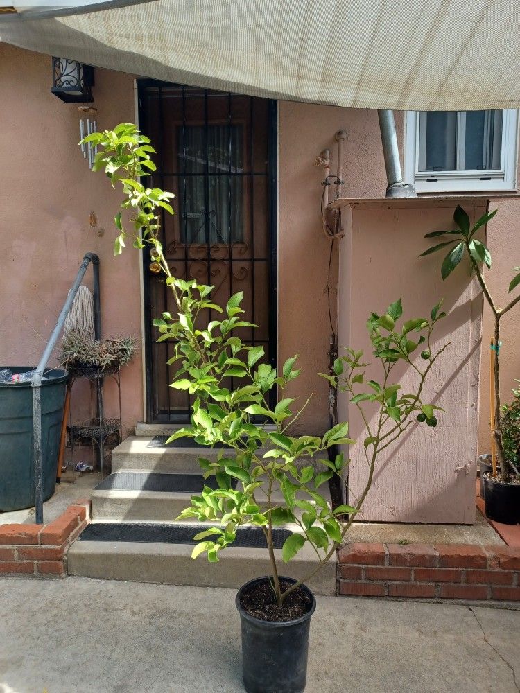 6ft MEYER LEMONTREE