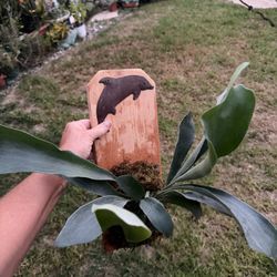 45$ Young  Healthy Staghorn Ferns : Mounted And Ready To Hang