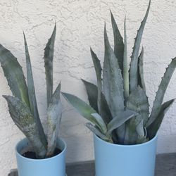CERAMIC POTS LIGHT BLUE & GRAY/WHITE