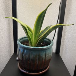 Snake Plant With Pot