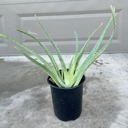 Aloe Vera Plants