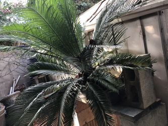 FS: Sago Plant PLEASE MAKE AN OFFER