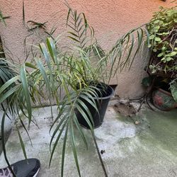 Phoenix Roebelenii Pygmy Date Palm Plant