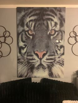 Tiger picture