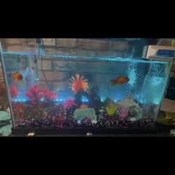 Fish Tank 20 Gallon + All Accessories (No Fish) 