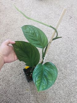 Pinnapartita Monstera Big Starter 