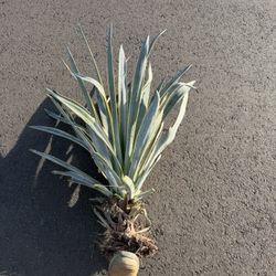 Plant Agave 