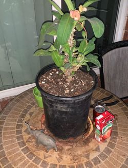 Potted Euphorbia Milii Crown of Thorns Plants and more