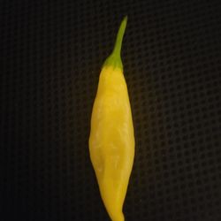 Rare Organic Aji Pineapple Pepper Preorder Plants! 2025 SEASON EARLY RELEASE! Available Now! 