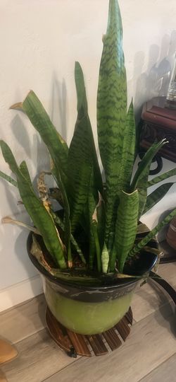 Snake plants for sale