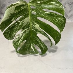 Monstera Albo Cutting