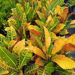 CROTON PETRA PRIVACY HEDGE PLANTS 3GL $8💛🌿