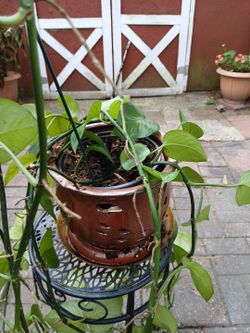 Pothos Plant in Decorative Brown Ceramic Pot