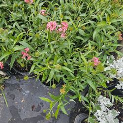 Panama Rose Plant 1gal 