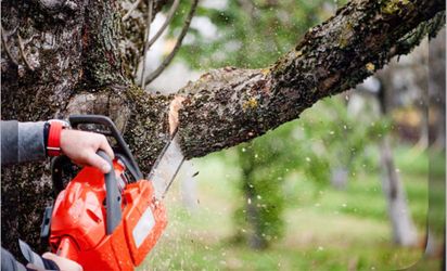 Tree cutting