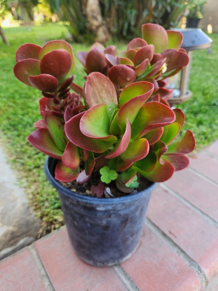 Suculent Plant