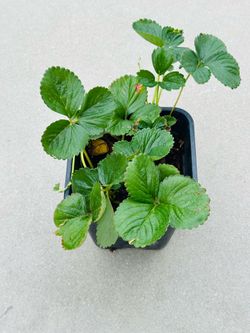 Strawberry 🍓 plants 🪴