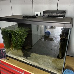 30 gallon trade for PSA Pokemon slabs or 140 bucks cash