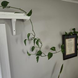 Super Long Real Plant