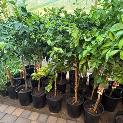 Oranges 🍊 Trees Navel,Moro Blood, Cara Cara Red Navel, Meiwa Kumquat, Fukushu Kumquat Trees 4F $60 Each Price Firm