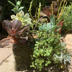 Bag Succulent 