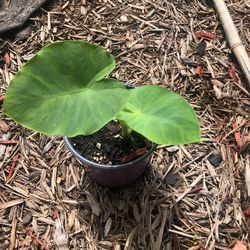 Elephant Ear Plant 