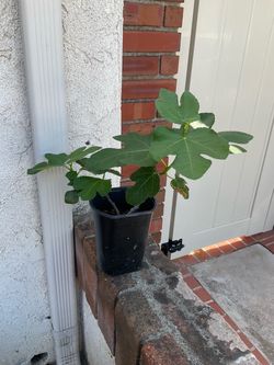 Fig Tree Sapling in 1 Gallon Pot