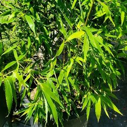 #67 golden bamboo 15gal 7feet Tall