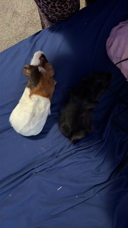 Free guinea pigs