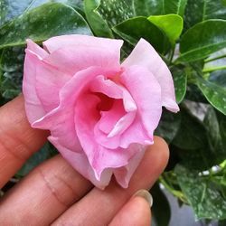 Rare Variety! Double Pink Mandeville Flower Live Plant, Rooted