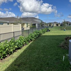 Clusias perfect for privacy make your own fence
