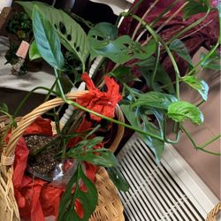 natural  Mostera plants 