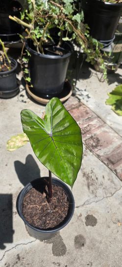 Alocasia Macrorrhiza Black Stem