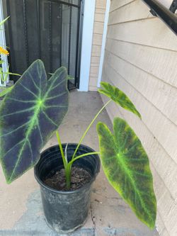 Blue and green Elephant Ear Plant