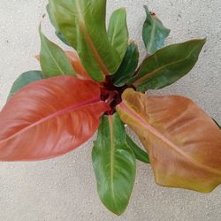 Philodendron Prince of Orange Plant