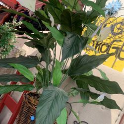 Beautiful Artificial Plant $15