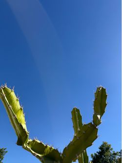 Dragon fruit cuttings