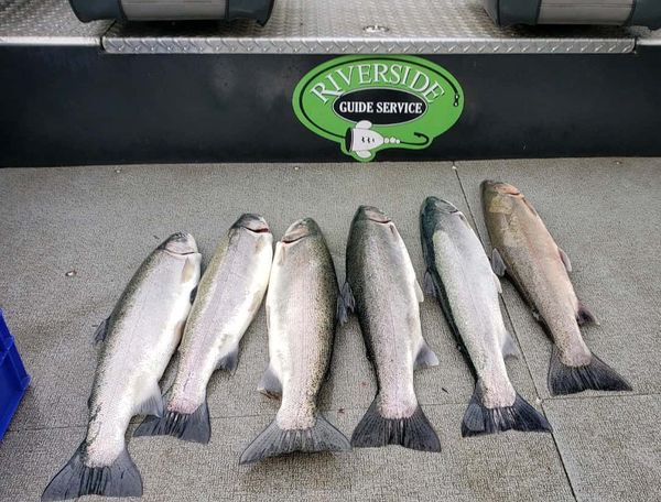 Winter Steelhead Fishing for Sale in Olympia, WA OfferUp