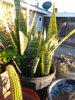 MOTHER-IN-LAW TONGUE /SNAKE PLANT
