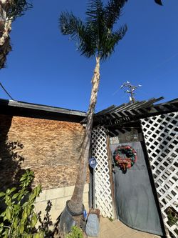 Queens palms